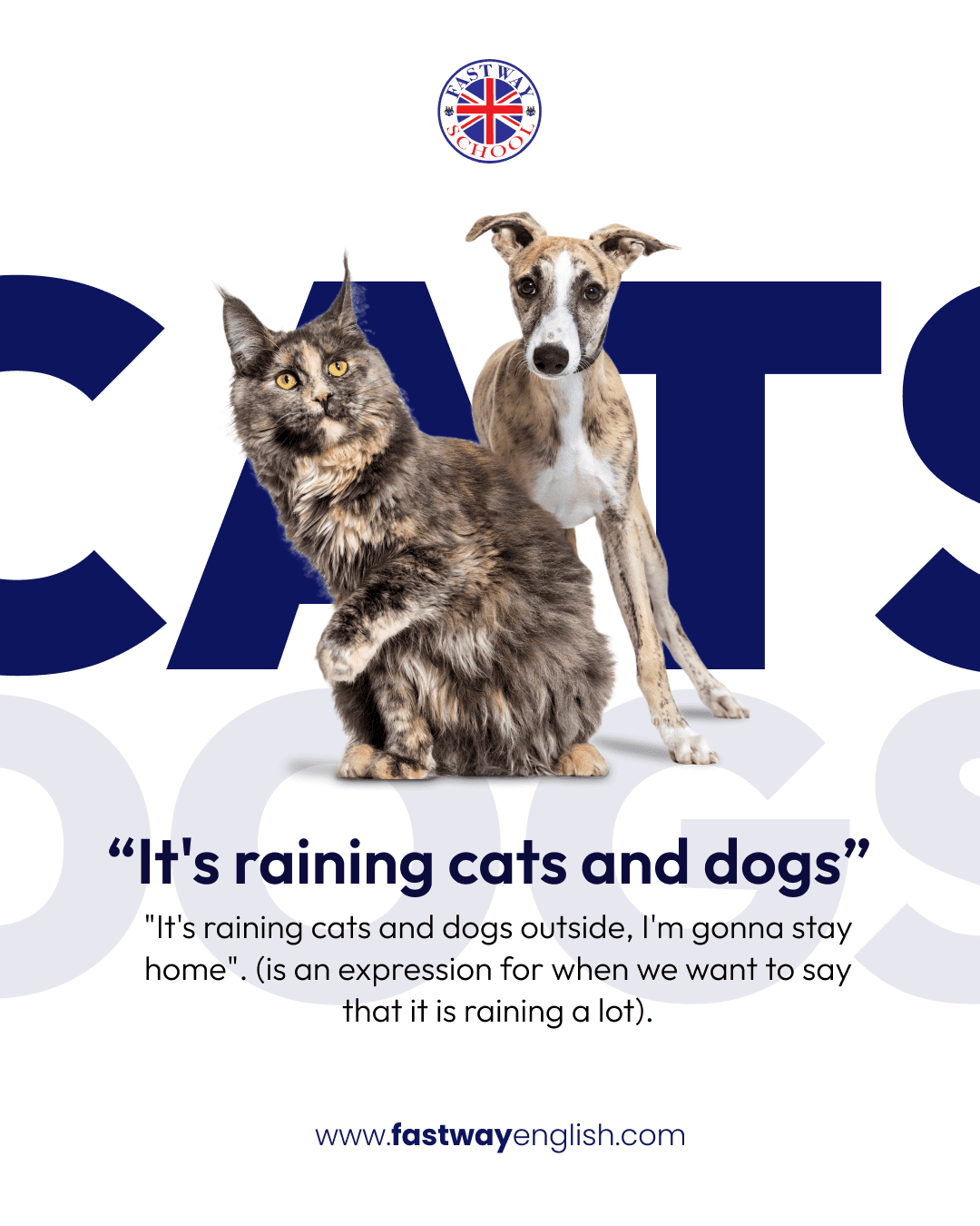 Social post teaching the idiom it's raining cats and dogs, illustrated with a cat and a greyhound